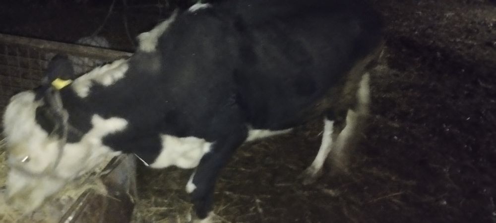 Бұзаулы сиыр сатылады