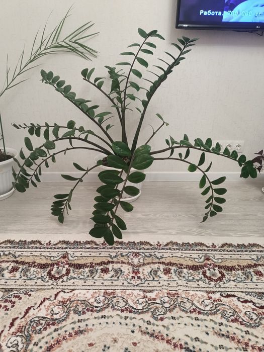 Долларовая дерева