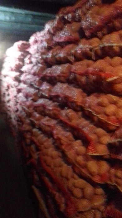 Cartofi consum şi sămânță de vânzare.