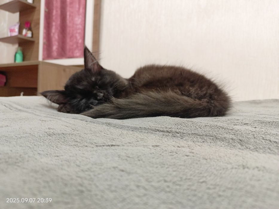 ПОТЕРЯЛАСЬ кошечка Баги