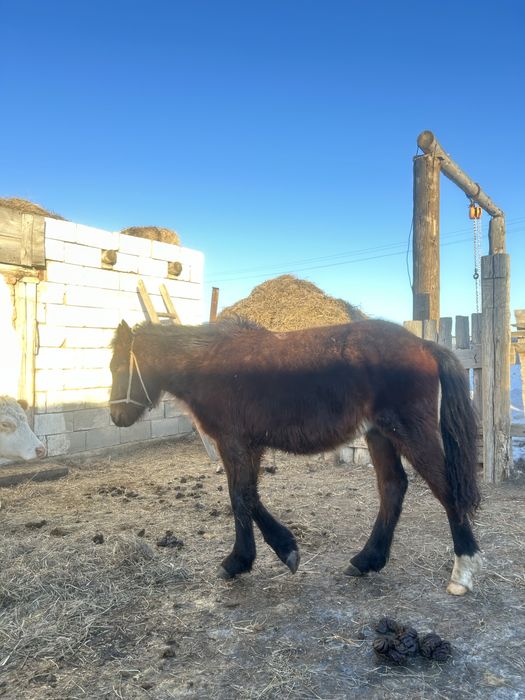 Жабагы сатамын срочно