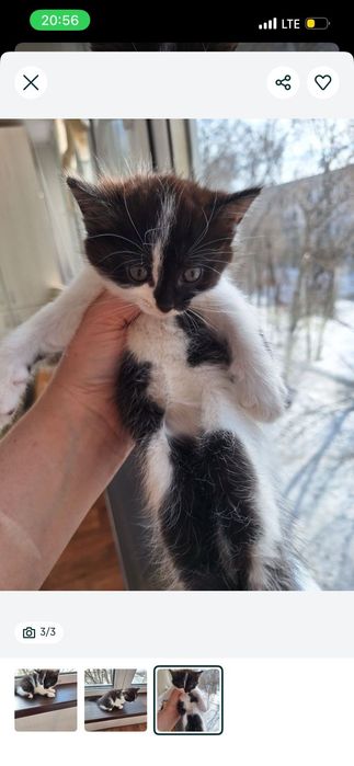 Отдам кошечку в добрые руки.