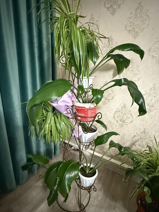 Гулдер сатылады тез арада