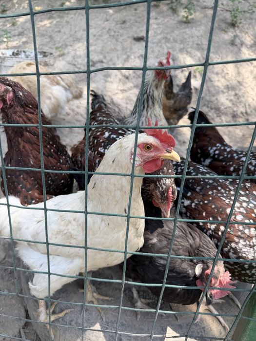 Продам домашних курей
