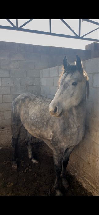 Жылкы сатылады полу кровка