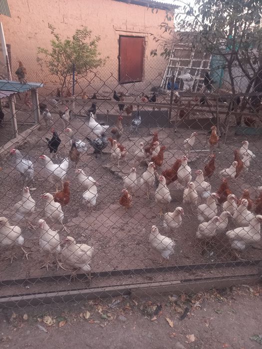 3,4 айлық тауықтар