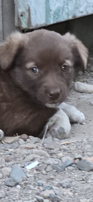 Щенок девочка с.Байсерке