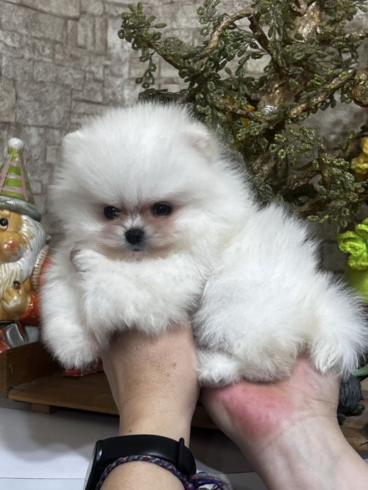 Продаётся девочка шпиц