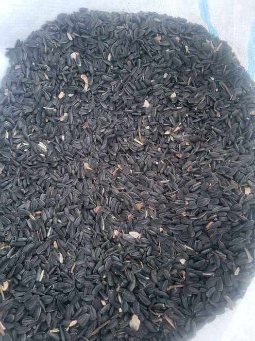 Floarea-soarelui recolta 2025