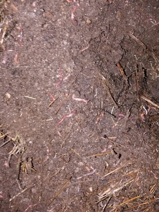 Червь калифорнийский