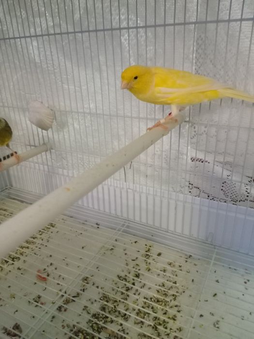 Декоративные канарейки.