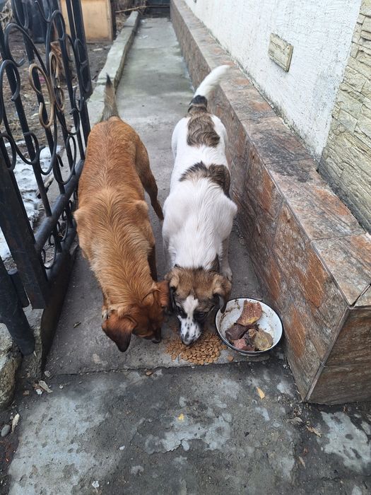 Отдам в хорошие руки