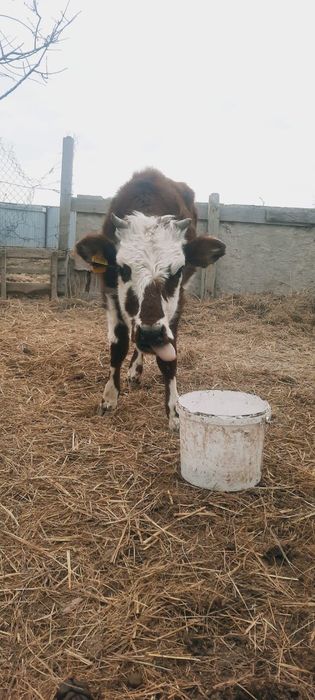 Бұзау  телята  жогалды пропали