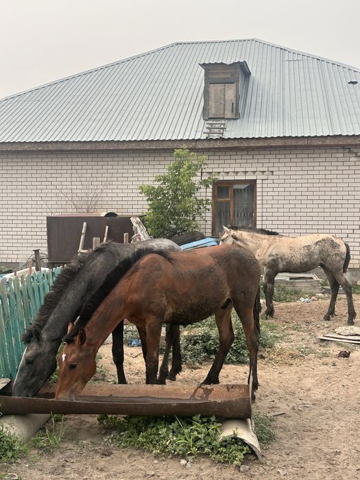 Тай сатылады семыз