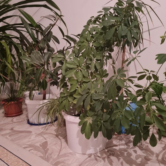 Продам комнатные цветы