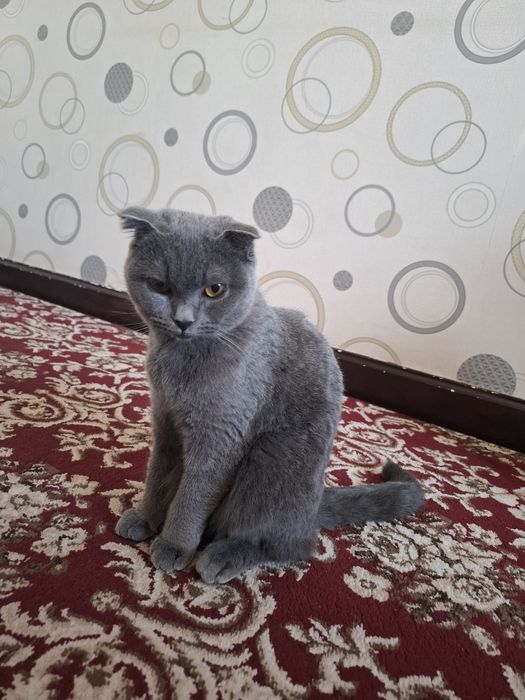 Zotdor mushuk scottish fold 7oylik qiz bola