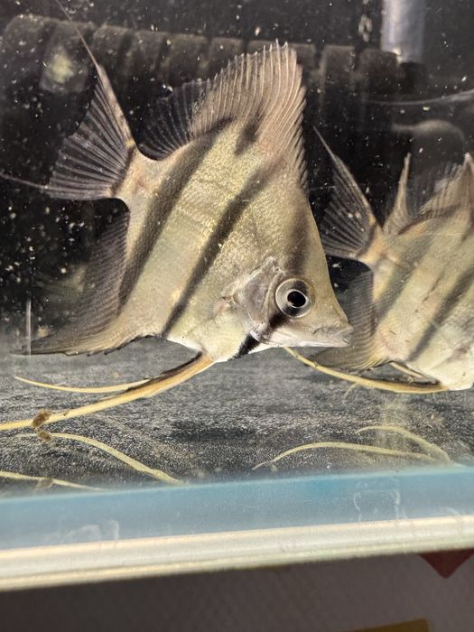 Rio Nanay Angelfish малки