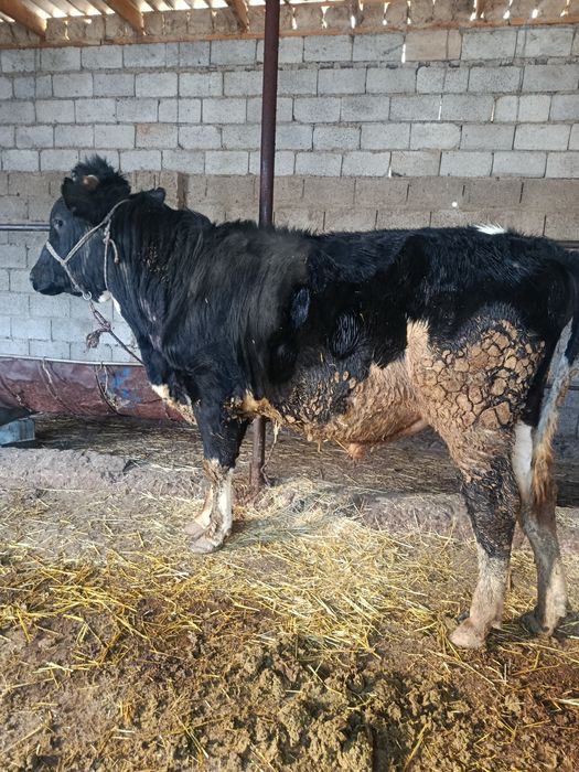 Буқа сатылады аа