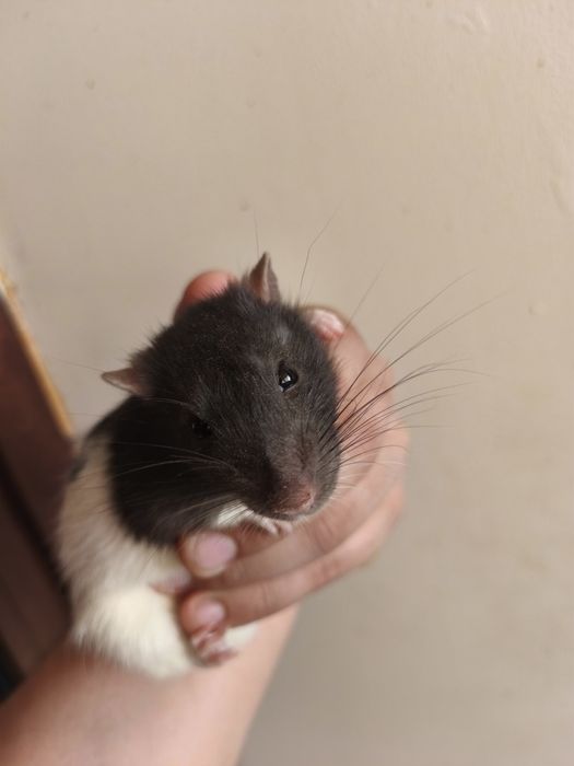 Декоративные крысы