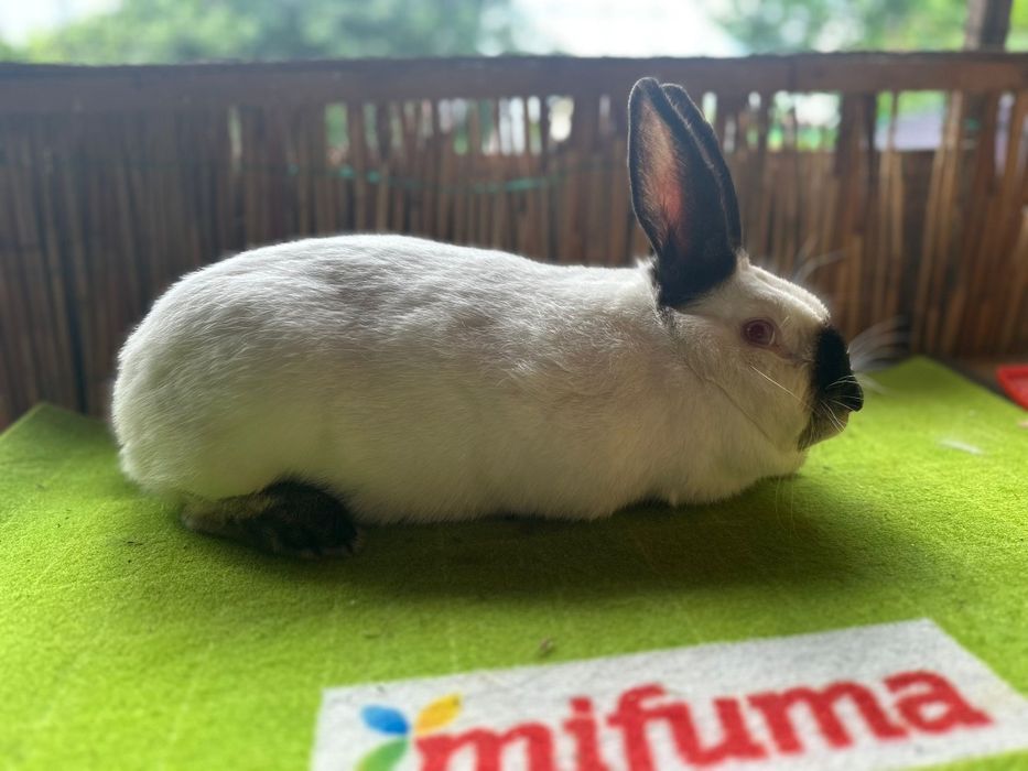 Vând URGENT iepuri Rex și californian