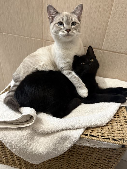 Милые котики ищут дом