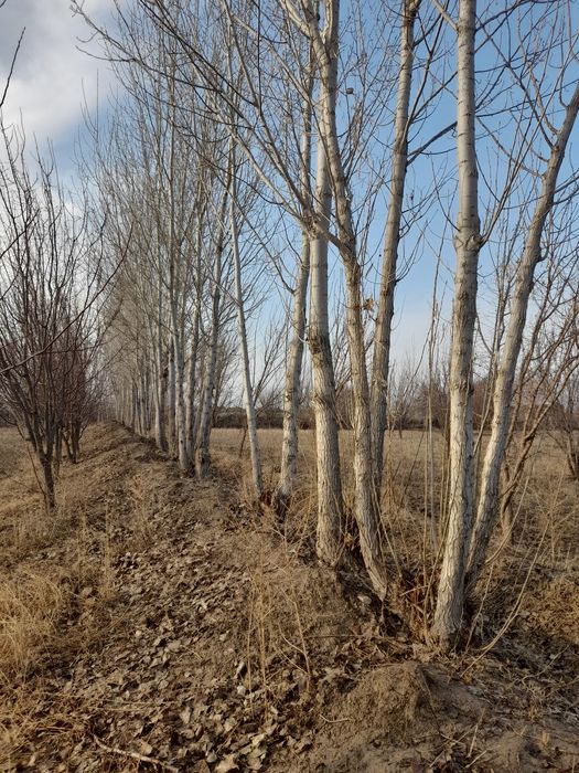 Terak sotiladi tezda