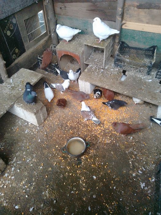 Porumbei jucători și misirlii, galateni și găini pitici de vânzare