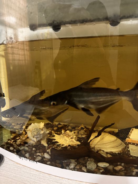 Рыба акула Akula