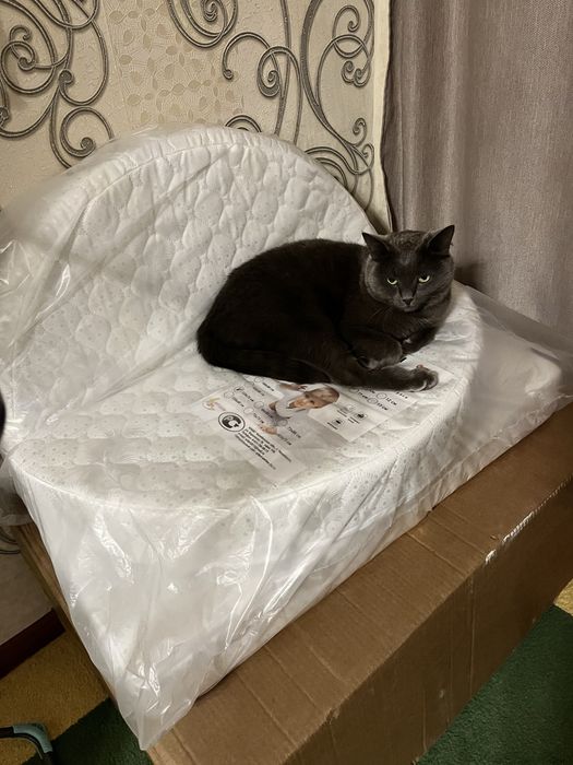 Отдам кота в добрые руки