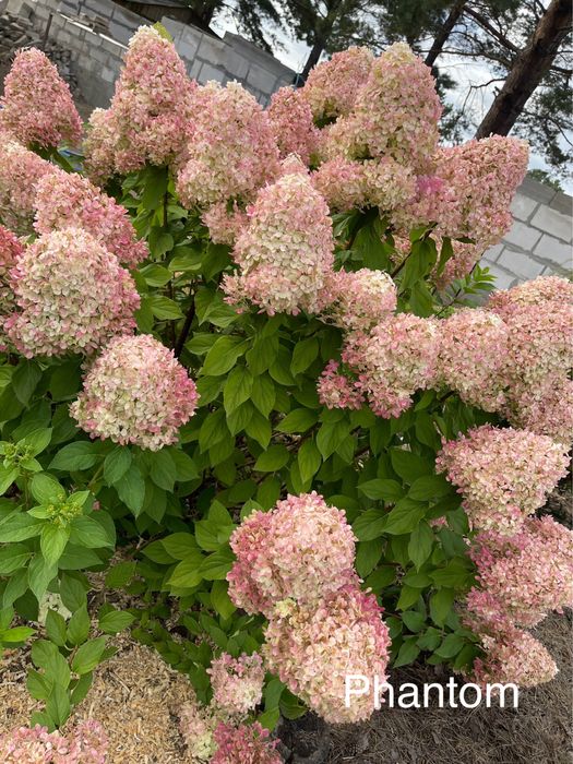 Многолетие цветы и кустарники