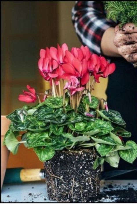 Универсальная почвосмесь > для саженцев, парников, теплиц, цветов и др