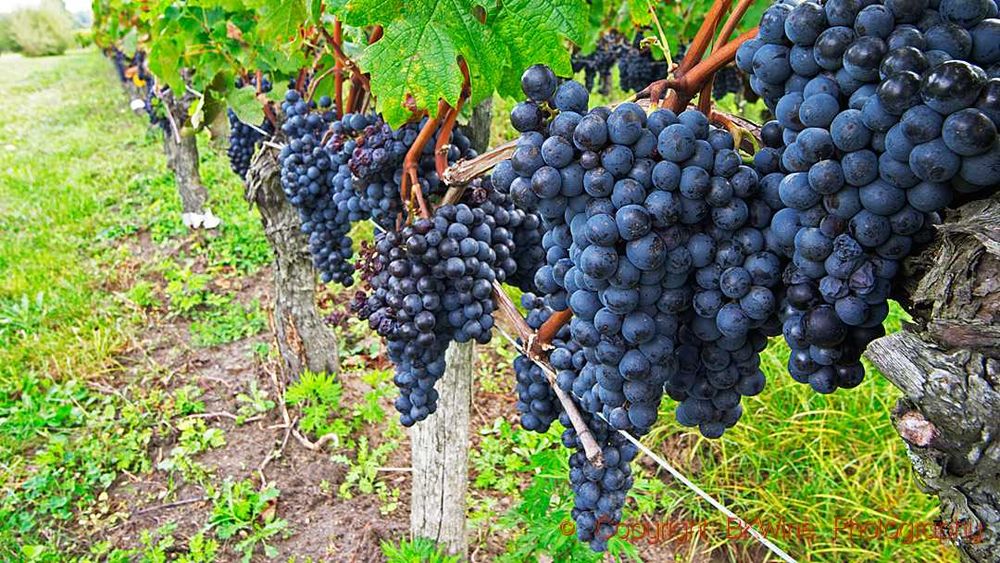 2026 Struguri de masă Moldova + struguri de vin Fetească Regală, Merlot și Chasselas Doré