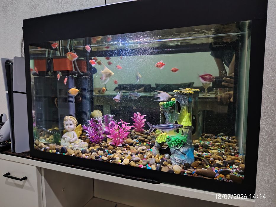 Akvarium baliqlari bilan (Аквариум) 65*45*30