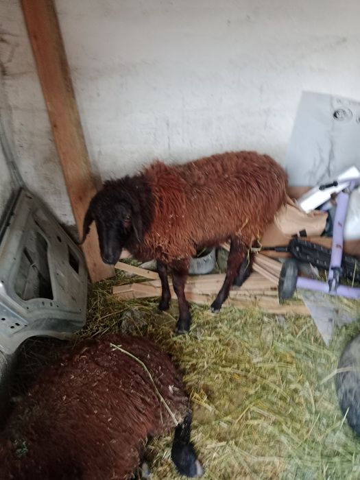 Орташа еті бар тоқты