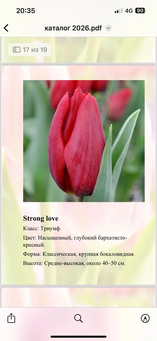 Тюльпаны свежие