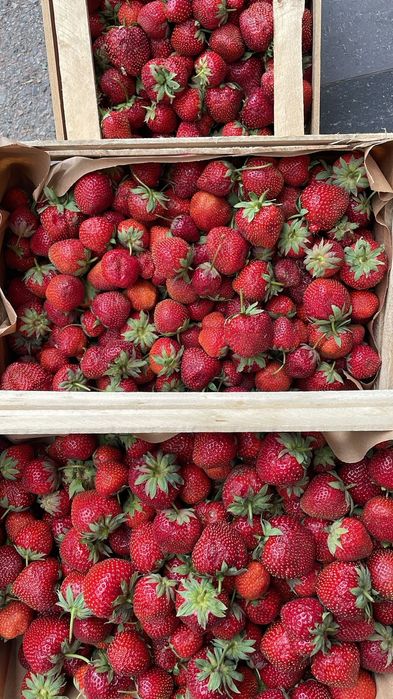 Рассада ремонтантной клубники