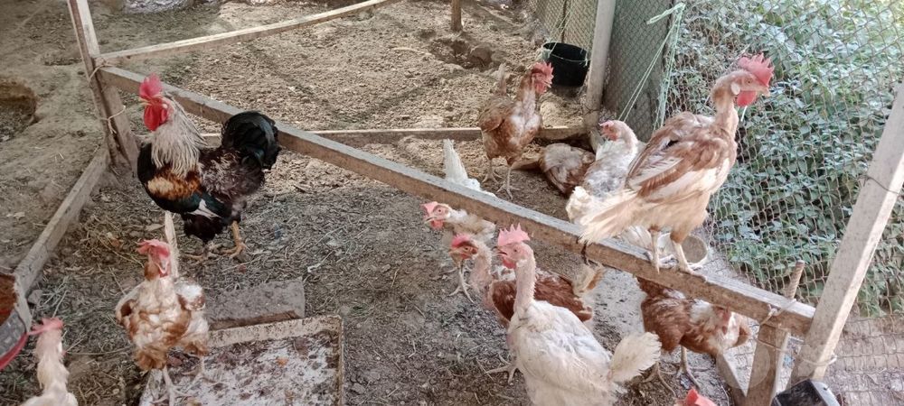 Продам яицоносных кур ломан браун.