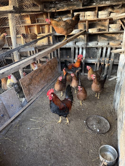 Australorp negru si italiana potarnichie
