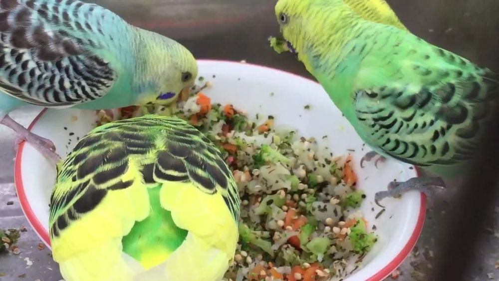 Попугай Волнистые