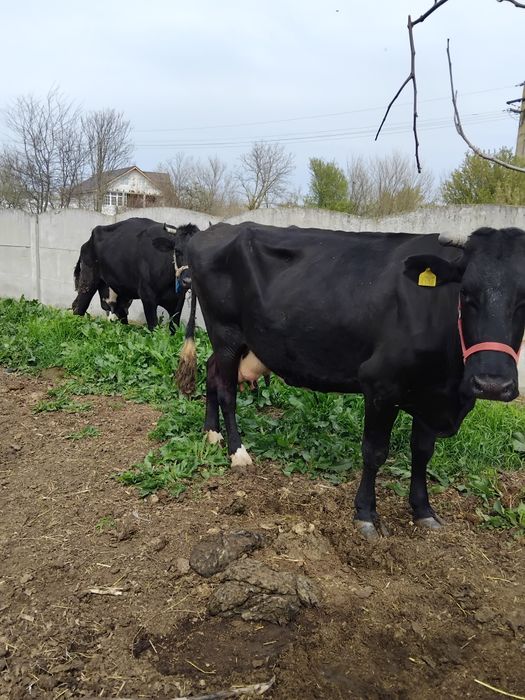 Vând 2 vaci gestante!