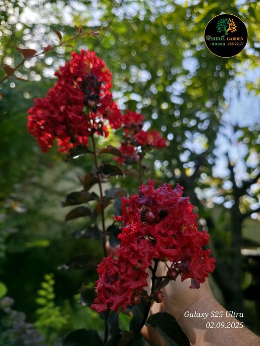 Кустарниклар бомба скидкада факат 8мартга кадар