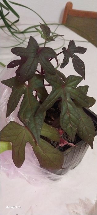 Цветы для сада, дома