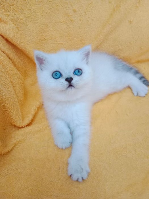 Кошечки  ШотландСкие '