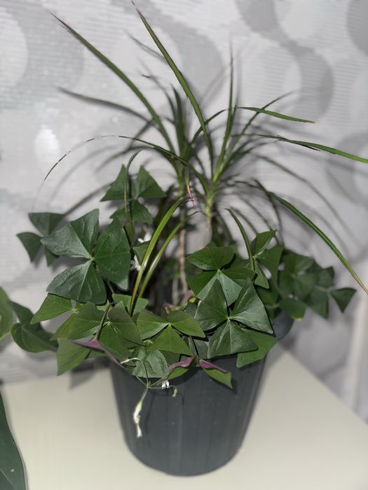 Драцена и оксалис(бабочки)