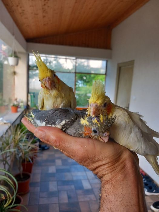 Papagali perusi, nimfe,agapornis, cantători, zebre,canari, micul alexa