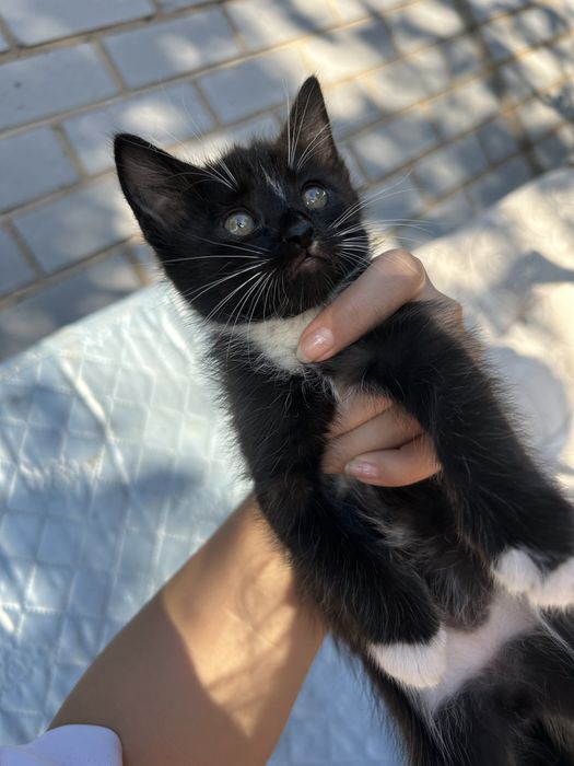 Котенок в добрые руки