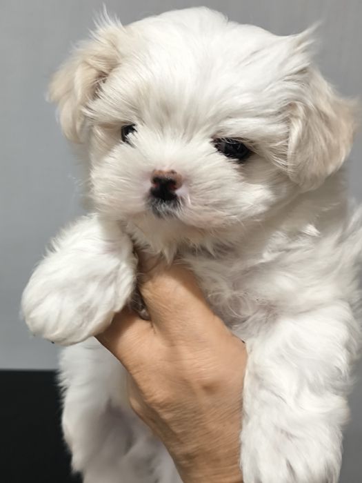 Мальтизе, девочки и мальчики