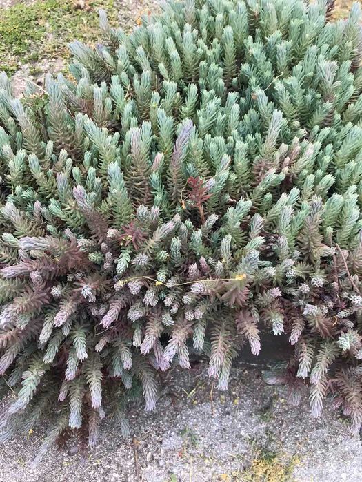 Сукуленти / Алпийска роза / Дебелец