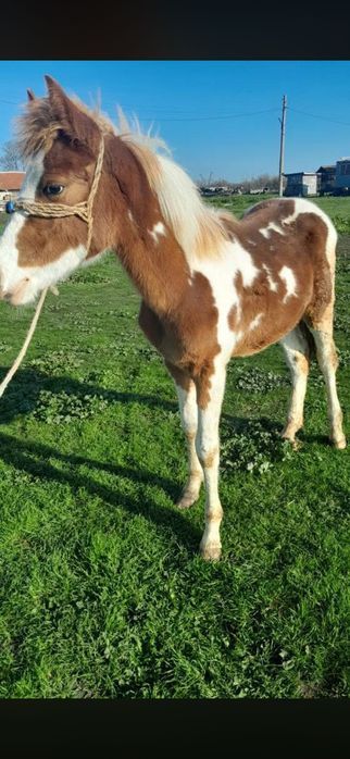 Мъжко конче във отлично здраве!