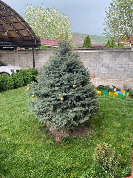 Продам елку цвет голубой